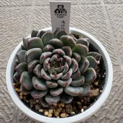 2026年最新】ザラゴーサspノバの人気アイテム - メルカリ