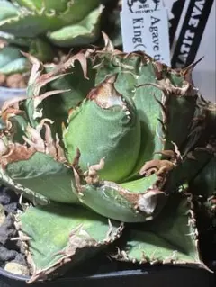 2026年最新】皇冠 アガベの人気アイテム - メルカリ