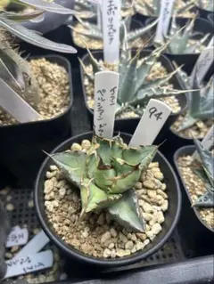 2026年最新】イラン株 アガベの人気アイテム - メルカリ