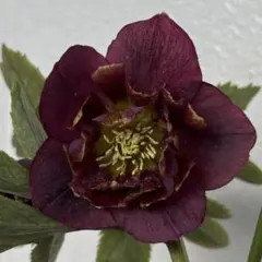 2026年最新】クリスマスローズ 雅の人気アイテム - メルカリ