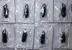 2026年最新】ノコギリクワガタ標本の人気アイテム - メルカリ