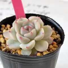 2026年最新】おらい そわそわの人気アイテム - メルカリ