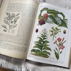 2026年最新】植物図鑑 アンティークの人気アイテム - メルカリ