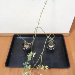 2026年最新】アデニア 種子の人気アイテム - メルカリ