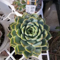 2026年最新】simijimiさん苗の人気アイテム - メルカリ