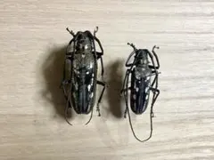 2026年最新】カミキリムシ標本の人気アイテム - メルカリ