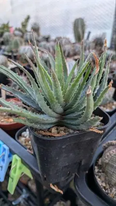 2026年最新】ロウルサンコ アロエの人気アイテム - メルカリ