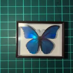 2026年最新】蝶標本 ドイツ箱の人気アイテム - メルカリ