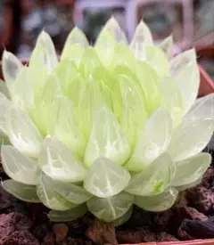 2026年最新】ハオルチア エメラルドLEDの人気アイテム - メルカリ