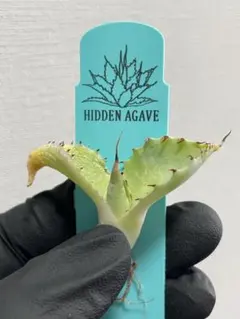 2026年最新】hidden agaveの人気アイテム - メルカリ