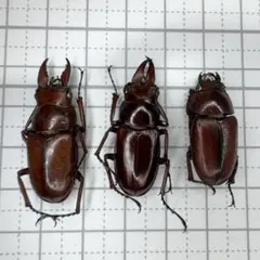 2026年最新】ノコギリクワガタ標本の人気アイテム - メルカリ