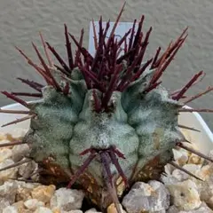 2026年最新】ロウルサンコ 多肉の人気アイテム - メルカリ