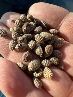 2026年最新】アデニア 種子の人気アイテム - メルカリ