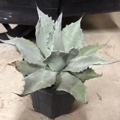 2026年最新】オバティフォリア フロスティブルーの人気アイテム - メルカリ