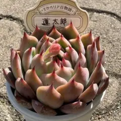 多肉植物 エケベリア 青典牡丹 オーズさん苗 札付き - メルカリ