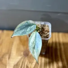 2026年最新】フィロデンドロンシルバーソードの人気アイテム - メルカリ