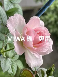 2026年最新】ラジャスの人気アイテム - メルカリ