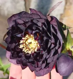 2026年最新】広瀬園芸のクレオパトラの人気アイテム - メルカリ