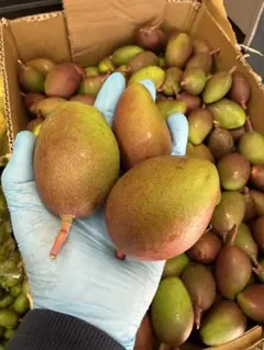 2026年最新】摘果マンゴーの人気アイテム - メルカリ