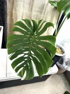 2026年最新】マクロコズム デリシオーサの人気アイテム - メルカリ