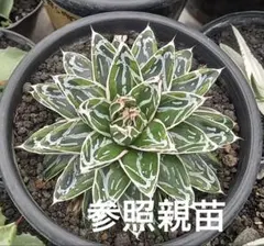 2026年最新】アガベ姫笹の雪の人気アイテム - メルカリ