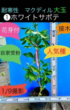 2026年最新】ホワイトサポテ 苗の人気アイテム - メルカリ