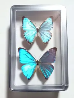 2026年最新】蝶 標本 モルフォの人気アイテム - メルカリ