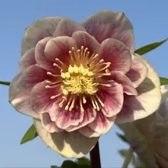 2026年最新】広瀬 ソレイユの人気アイテム - メルカリ