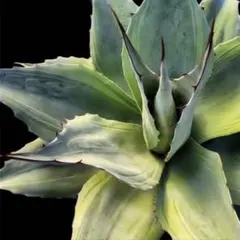 2026年最新】オバティフォリア 斑の人気アイテム - メルカリ