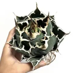 2026年最新】アガベ 白鯨 大株の人気アイテム - メルカリ