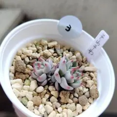 2026年最新】おらいさん苗 そわそわの人気アイテム - メルカリ