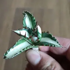 2026年最新】チタノタ錦 アガベの人気アイテム - メルカリ