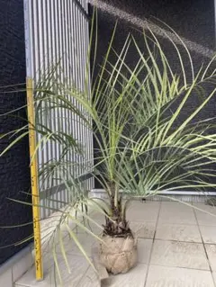 2026年最新】ココスヤシ シルバーの人気アイテム - メルカリ