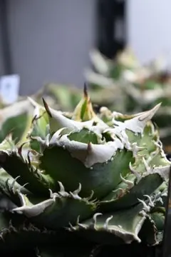 2026年最新】アガベ白豪刺の人気アイテム - メルカリ