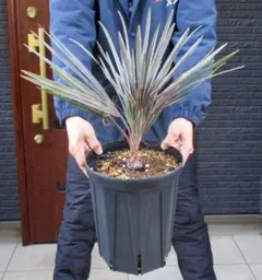 2026年最新】ビスマルキア・シルバーの人気アイテム - メルカリ