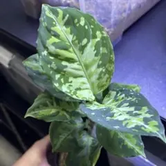 2026年最新】アグラオネマ ピクタム 種の人気アイテム - メルカリ