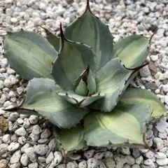 2026年最新】アガベ吉祥天錦の人気アイテム - メルカリ