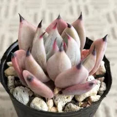 2026年最新】サボテン相談室の人気アイテム - メルカリ