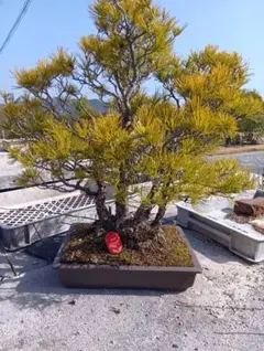 五葉松（山木から年数持ち込み古い） - メルカリ