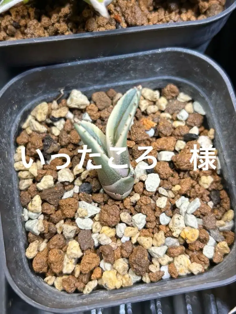 2026年最新】アガベシャークバイトの人気アイテム - メルカリ