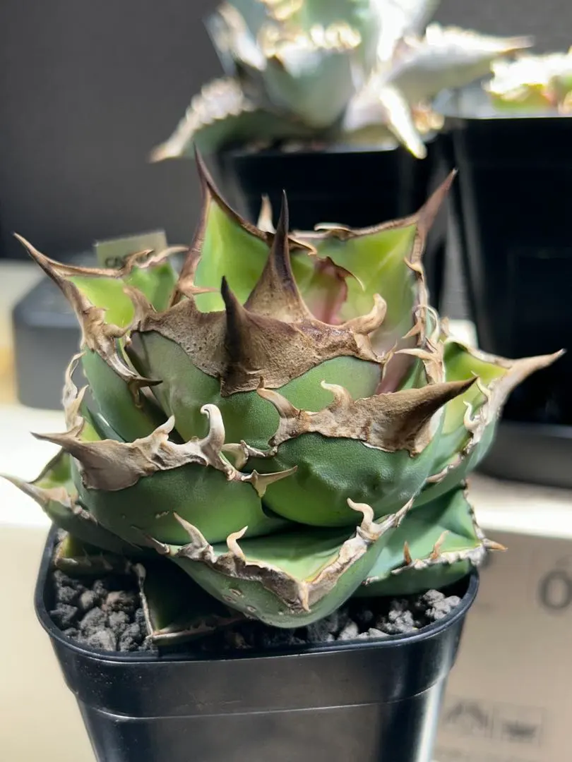 2026年最新】トリケラトプス アガベの人気アイテム - メルカリ