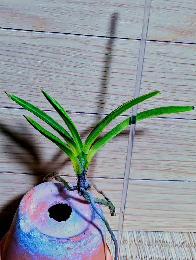 2026年最新】羆 富貴蘭の人気アイテム - メルカリ