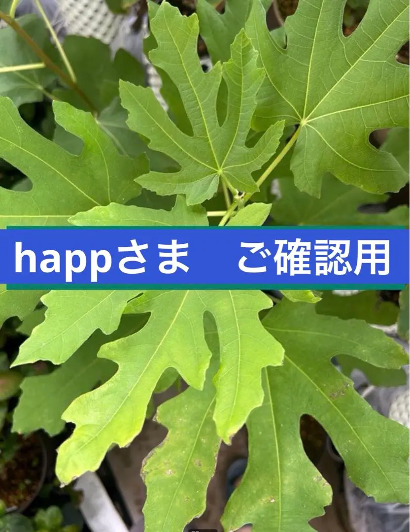 2026年最新】イチジク苗 ブラックマデイラの人気アイテム - メルカリ