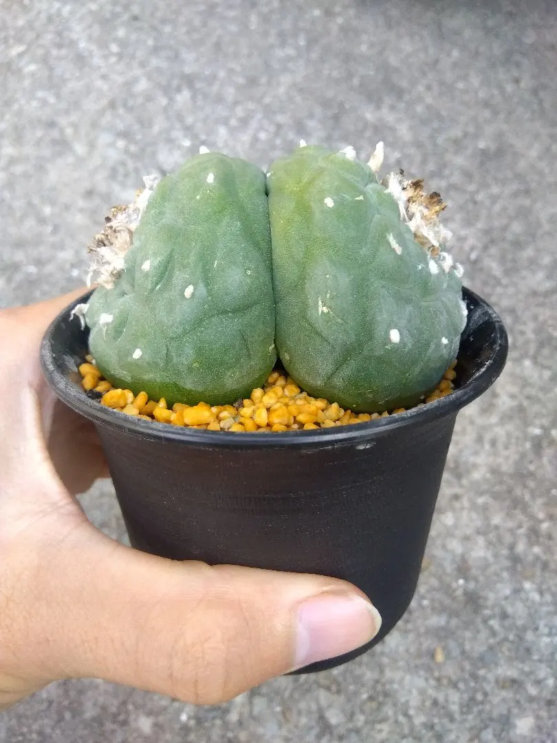 2026年最新】烏羽玉の人気アイテム - メルカリ