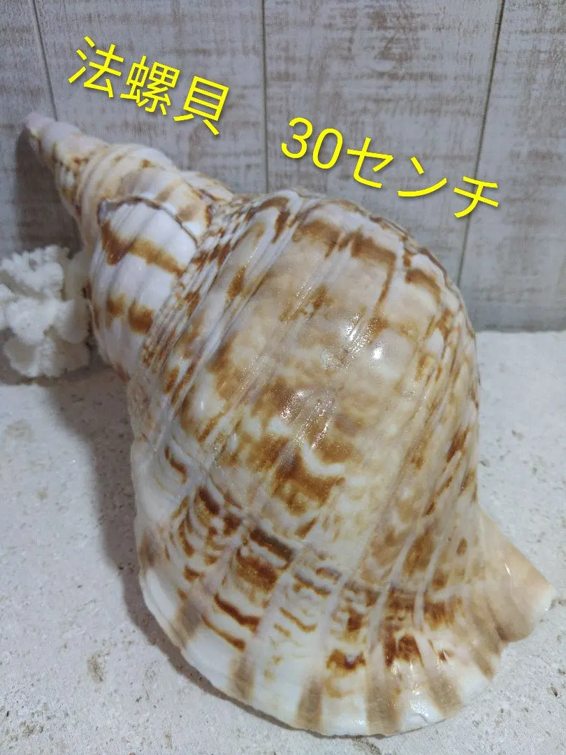 2026年最新】法螺貝標本の人気アイテム - メルカリ