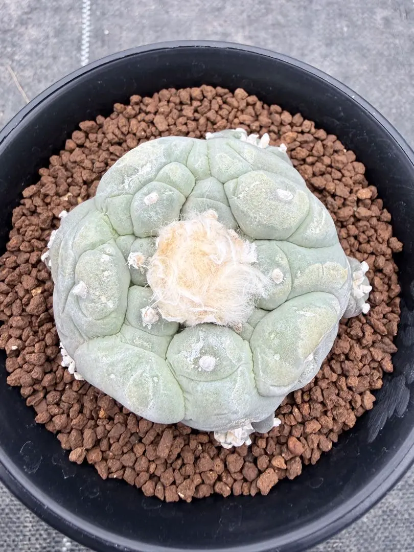 2026年最新】疣銀冠の人気アイテム - メルカリ