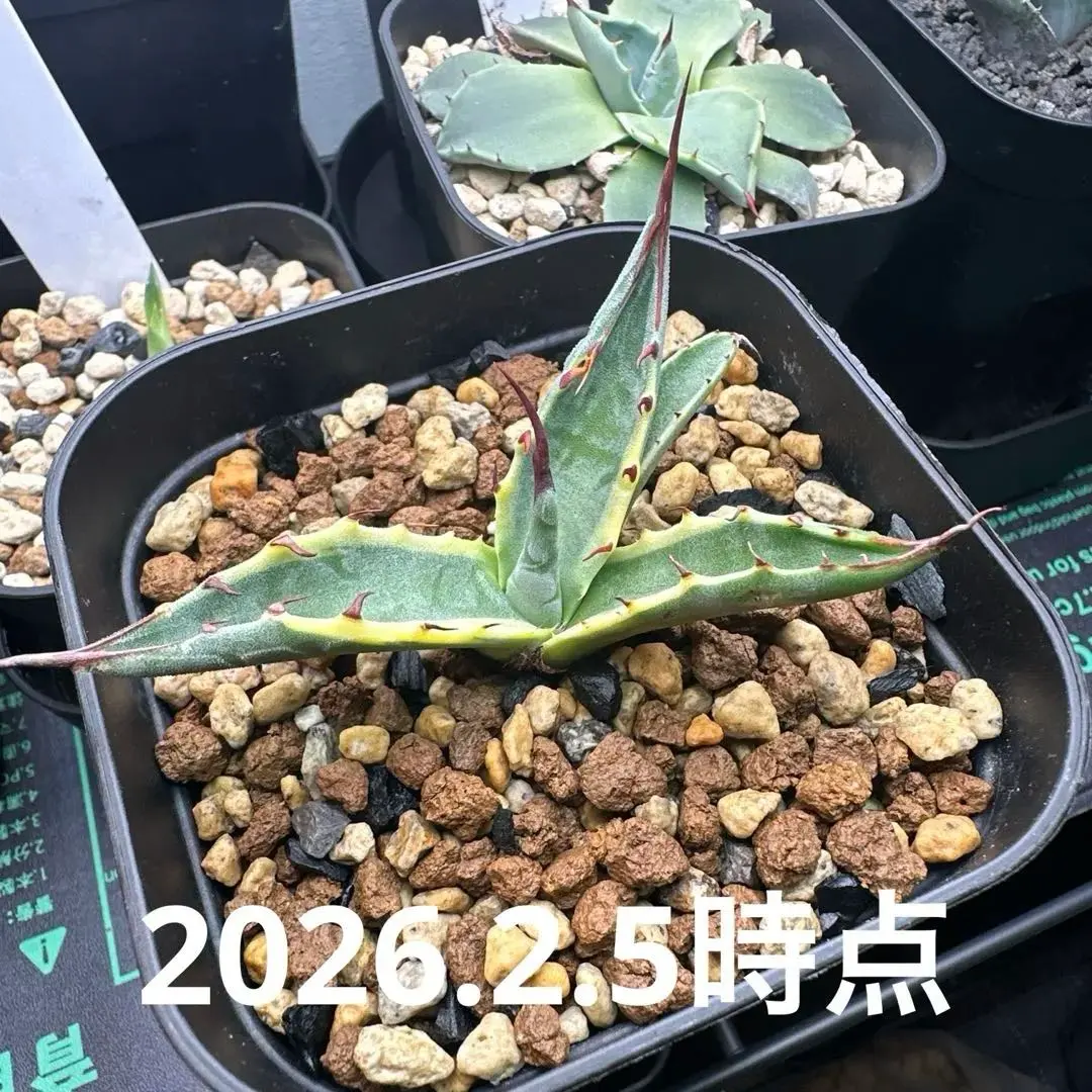 2026年最新】スカブラの人気アイテム - メルカリ