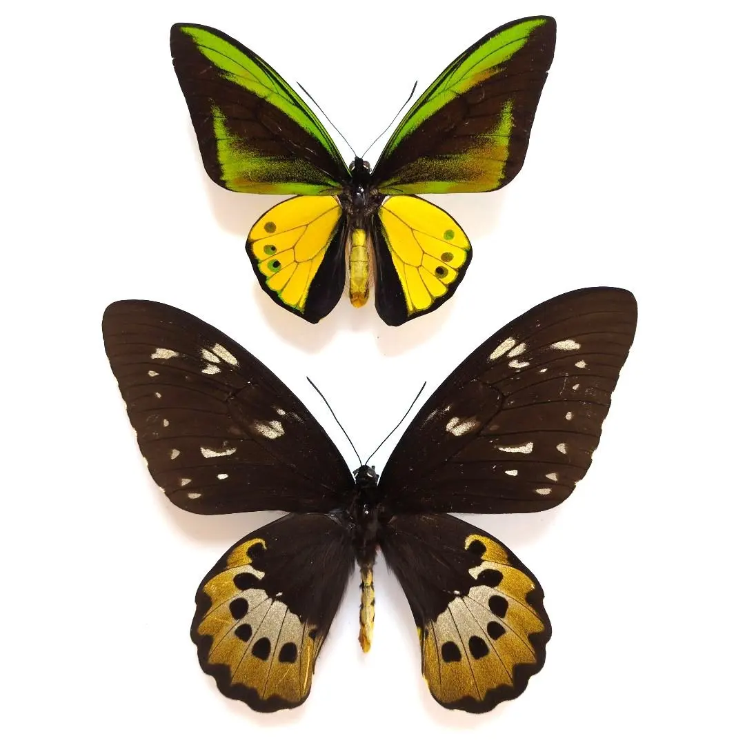 2026年最新】ゴライアストリバネアゲハの人気アイテム - メルカリ