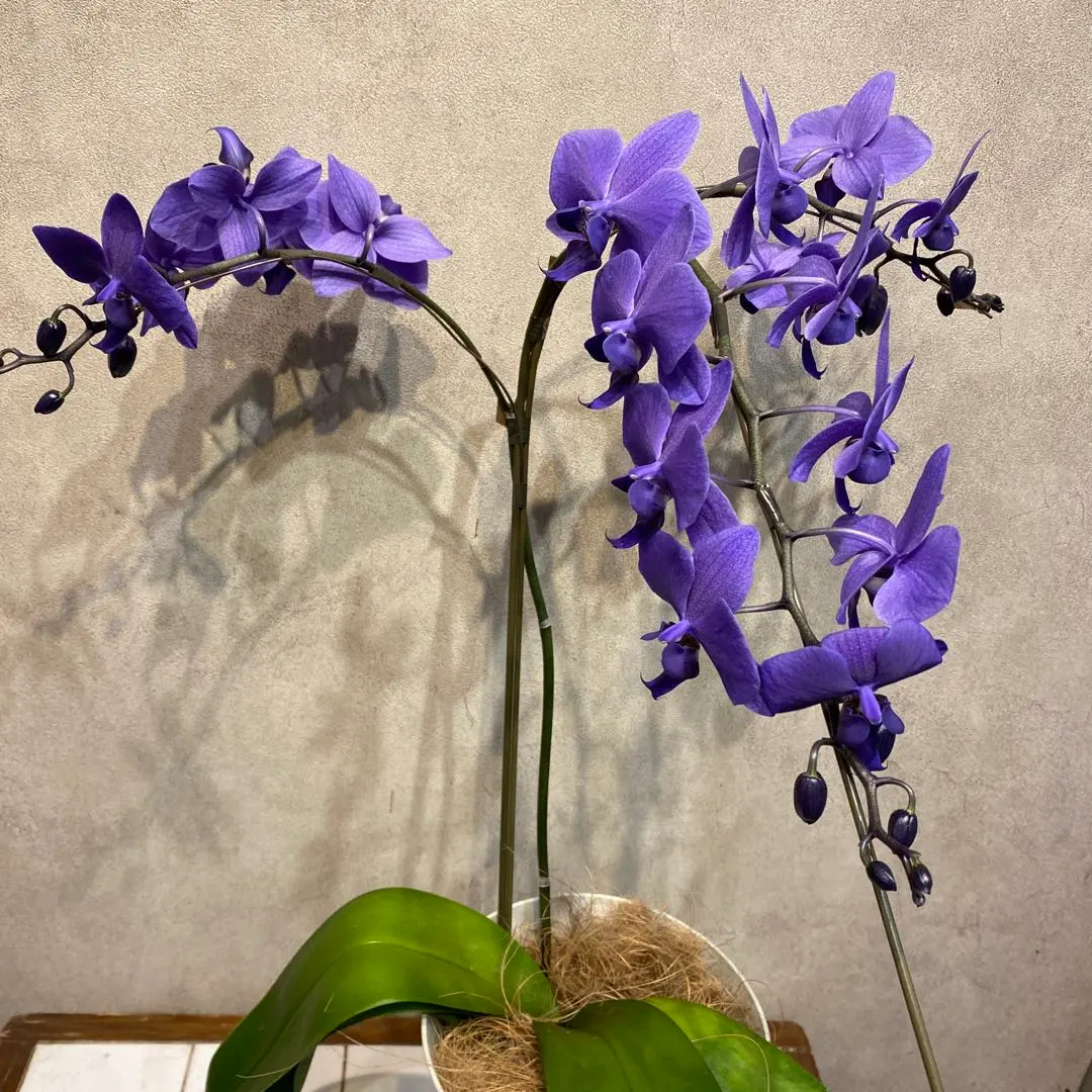 2026年最新】胡蝶蘭 ブルージーンの人気アイテム - メルカリ