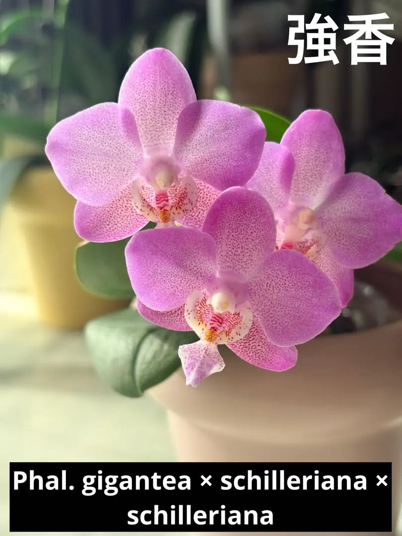 2026年最新】胡蝶蘭シレリアナの人気アイテム - メルカリ